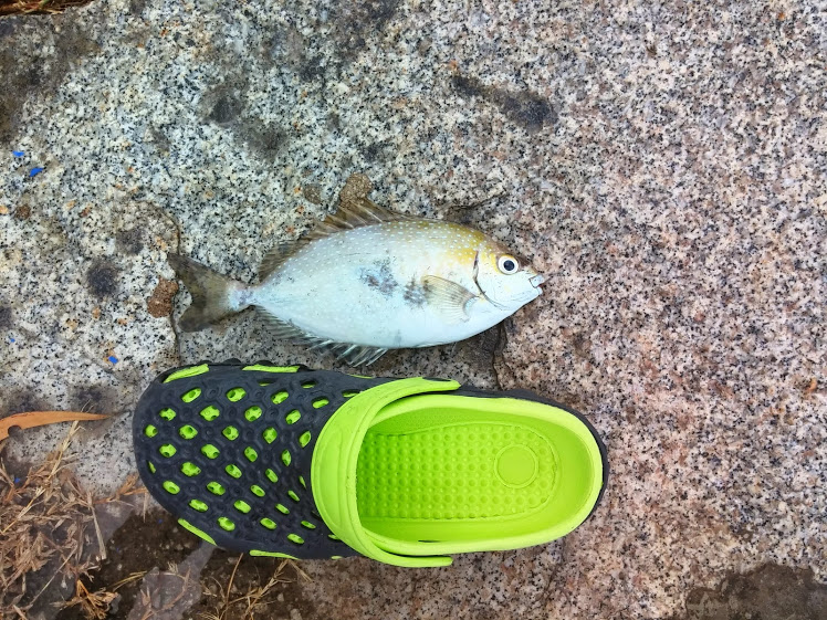 Looking For Live Rabbit Fish Fishingkaki Com