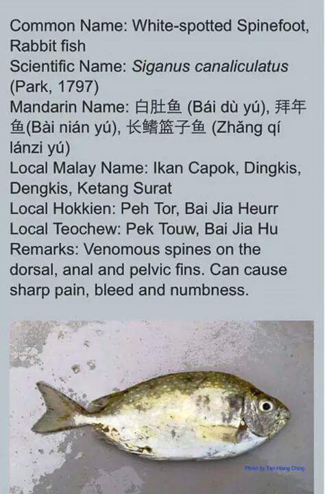 Looking For Live Rabbit Fish Fishingkaki Com