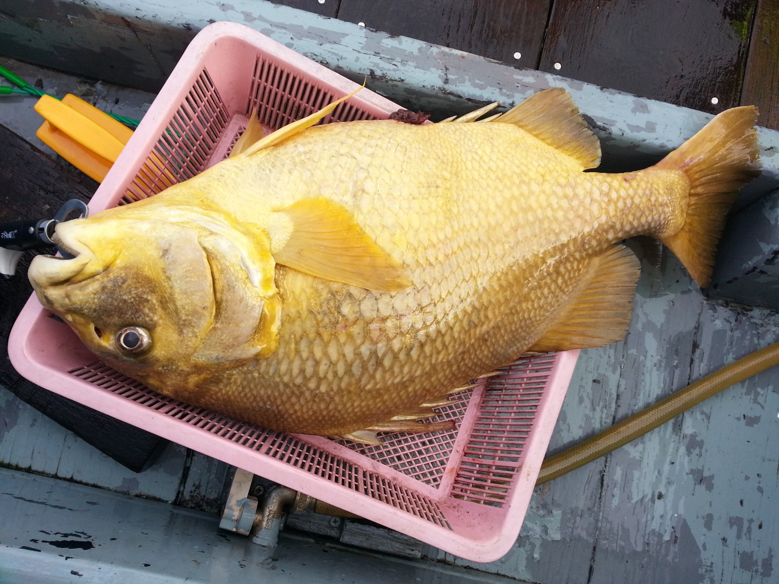 Anyone can ID this fish